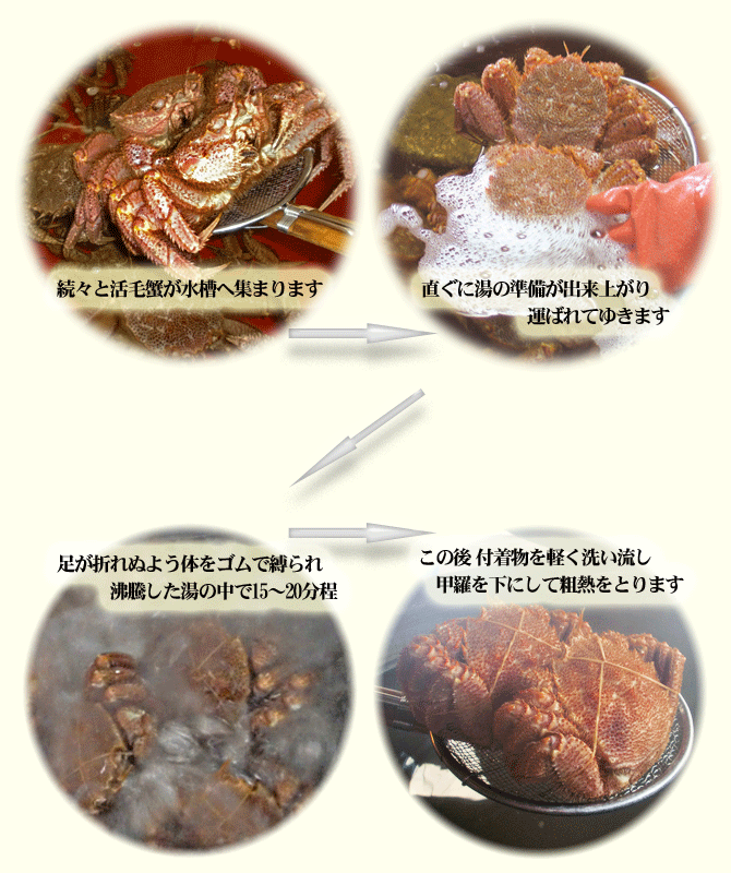 活毛蟹から浜茹で毛蟹へ